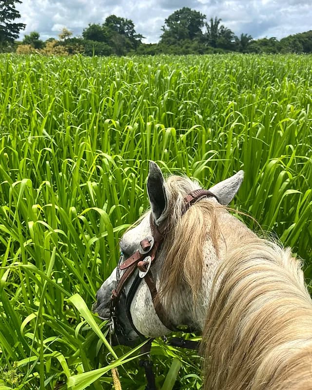 Foto do Instagram da Fazenda Itatiaia