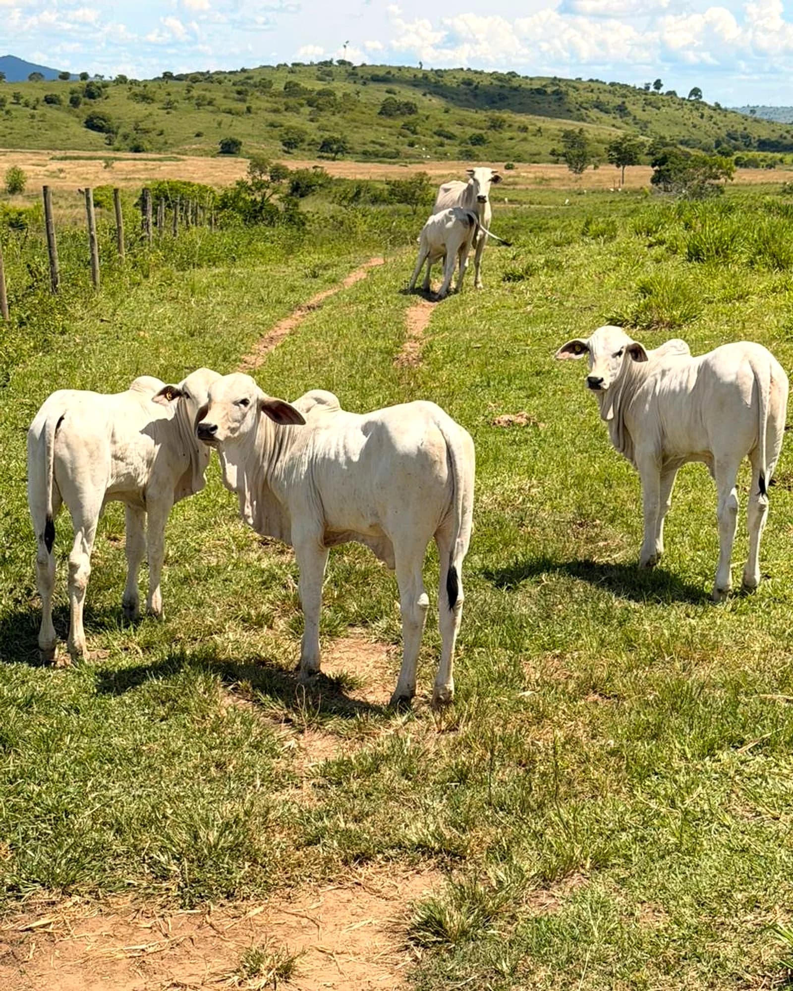 Tourinhos Nelore