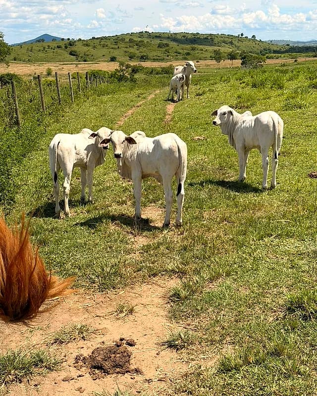 Foto do Instagram da Fazenda Itatiaia