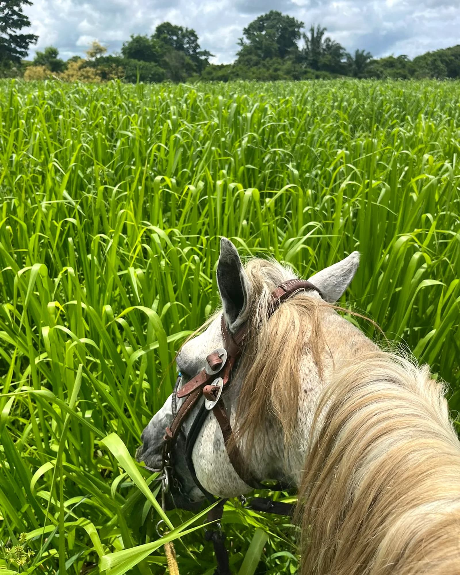 Cavalo na lida do campo