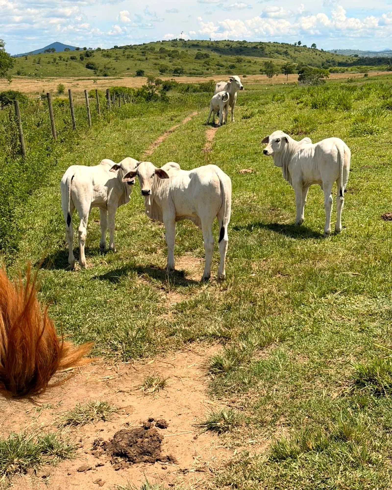 Nelore na pastagem da Fazenda Itatiaia